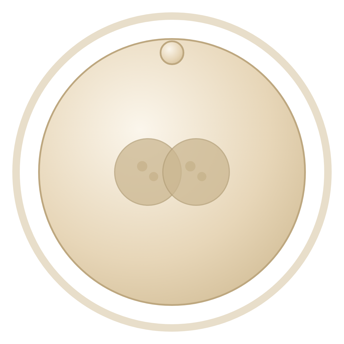 Fertilised · 2PN — Day 1