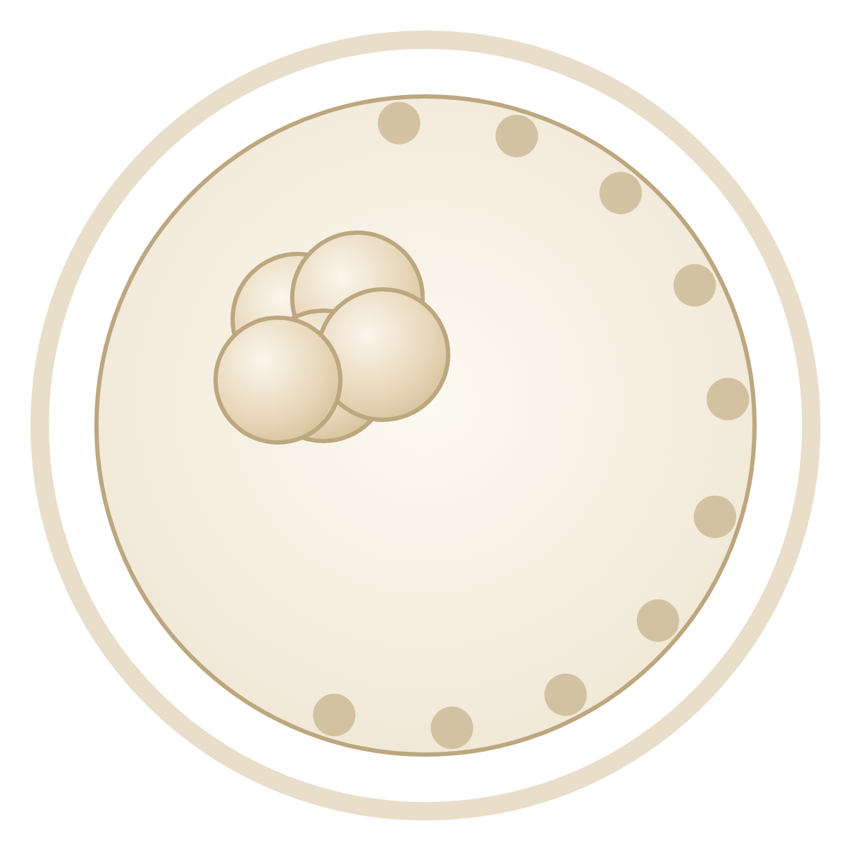 Blastocyst — Day 5